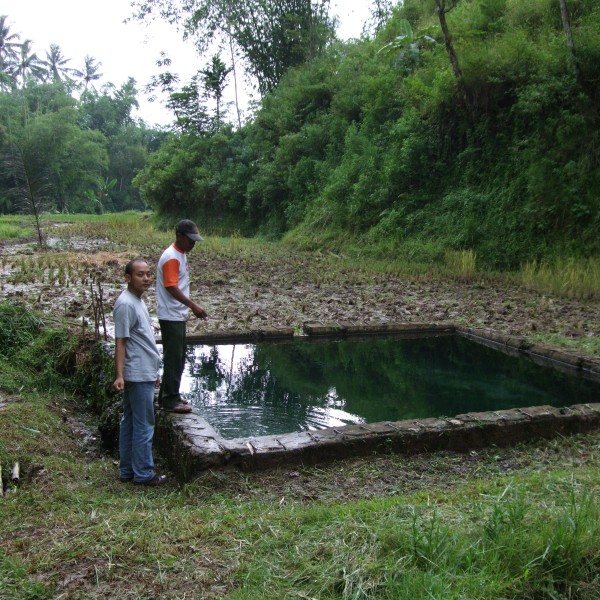 西ジャワ州スカブミ盆地、周囲の山からの湧水が溢れる水の郷