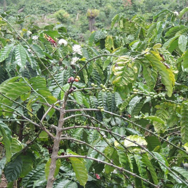 海抜の高いところなのでコーヒー栽培に向いている（ジャンビ州）。