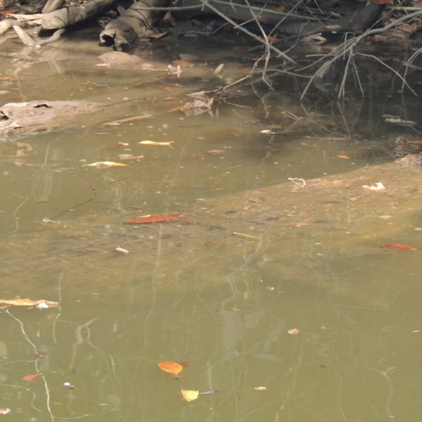 水辺に潜むイリエワニ（ランプン州、ワイカンバス国立公園）