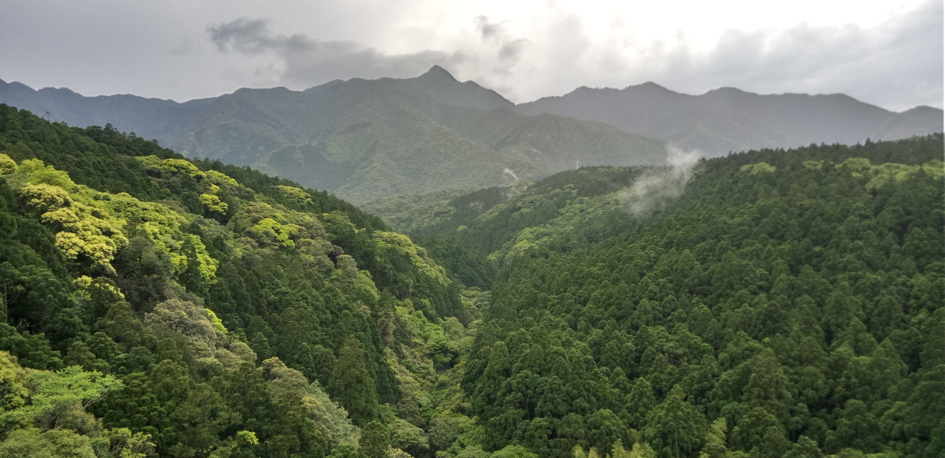 屋久島、女川上流部の共用林野と愛子岳 - 中島成久ホームページ